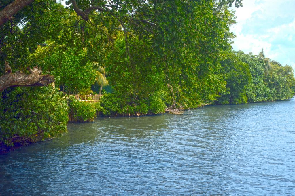 Lumbini Lagoon Коггала Номер фото